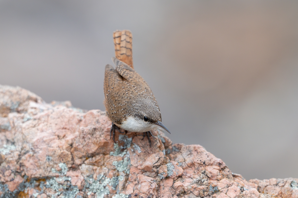 DPPhotography - Texas - Canyon wren - G.jpg - Canyon wren - Ink Lake State Park, Texas