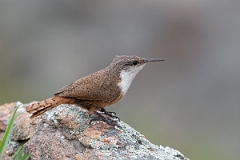 DPPhotography - Texas - Canyon wren - B