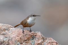 DPPhotography - Texas - Canyon wren - F