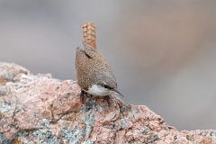 DPPhotography - Texas - Canyon wren - G