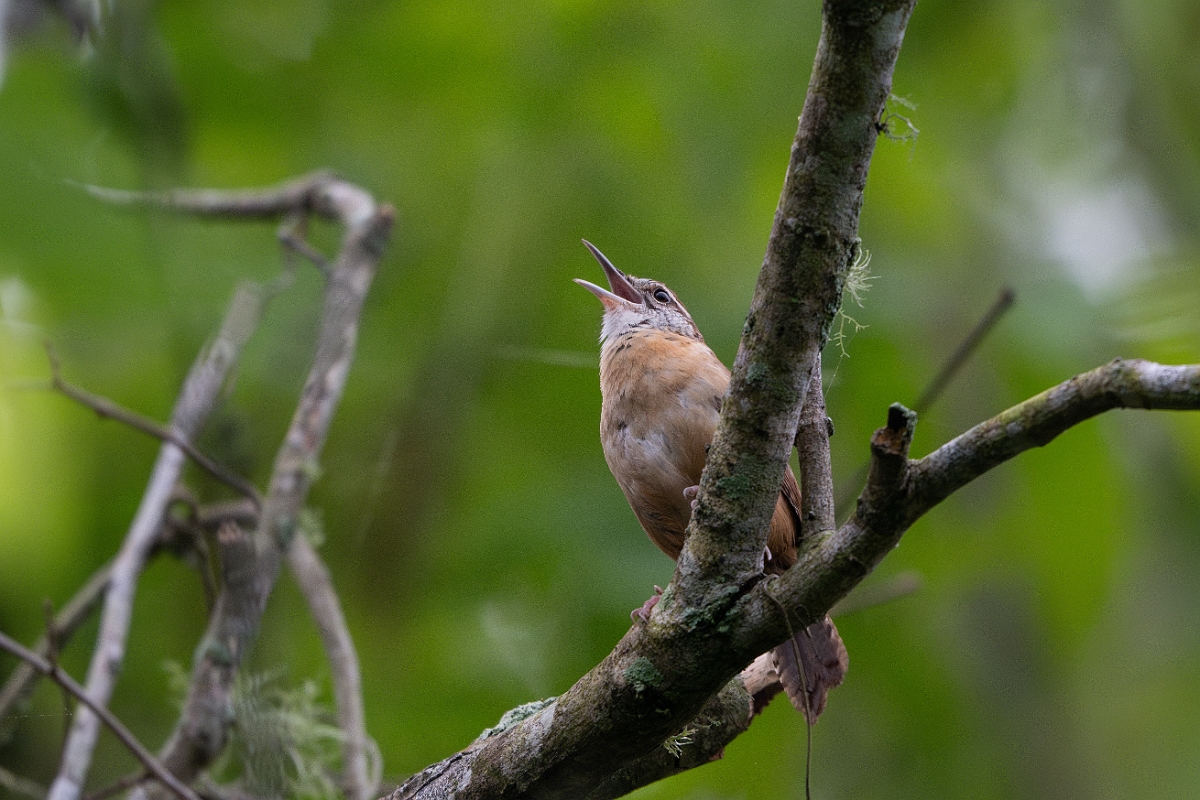 DPPhotography - Texas - Carolina wren - A.jpg - Carolina wren - Smith Oaks, High Island, Texas