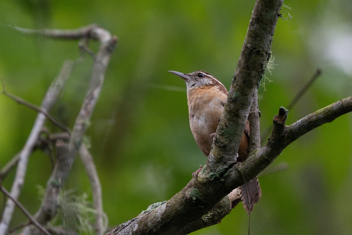 DPPhotography - Texas - Carolina wren - B.jpg - Carolina wren - Smith Oaks, High Island, Texas