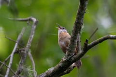 DPPhotography - Texas - Carolina wren - A