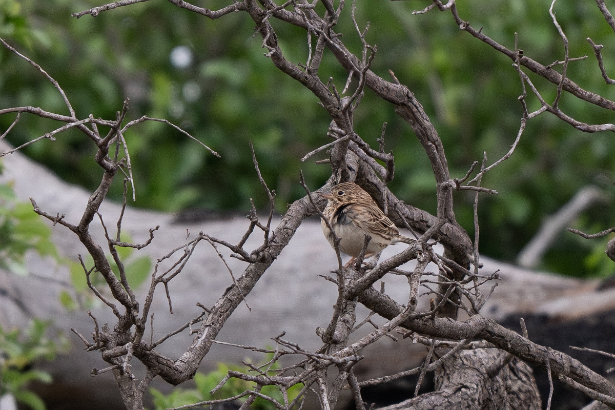 DPPhotography - Texas - Cassin's sparrow - A.jpg - Cassin's sparrow - Ink Lake State Park, Texas