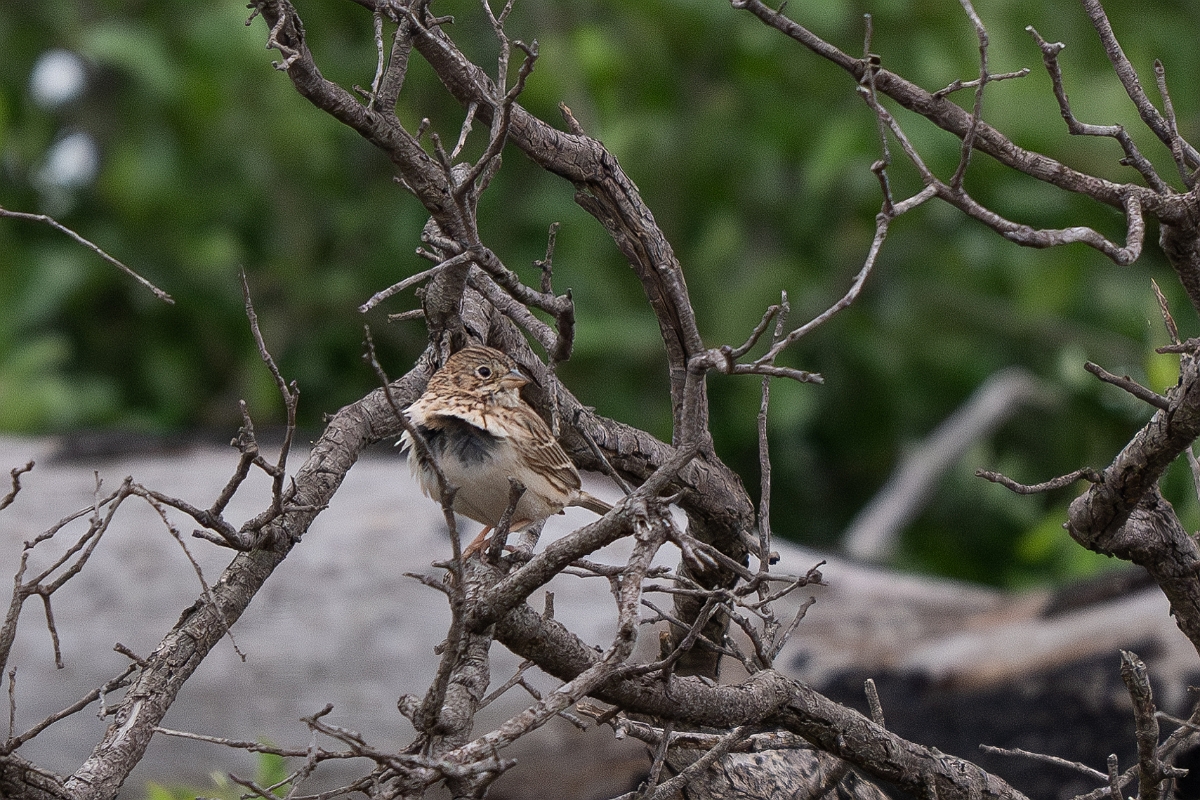 DPPhotography - Texas - Cassin's sparrow - B.jpg - Cassin's sparrow - Ink Lake State Park, Texas