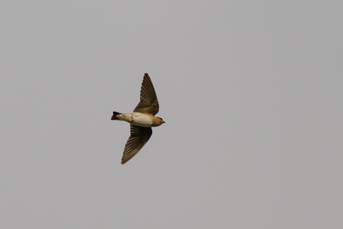 DPPhotography - Texas - Cave swallow - D.jpg - Cave swallow - Estero Llano Grande State Park, Texas