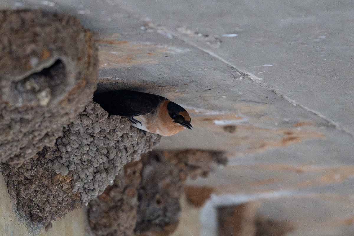 DPPhotography - Texas - Cave swallow - E.jpg - Cave swallow - Ink Lake State Park, Texas
