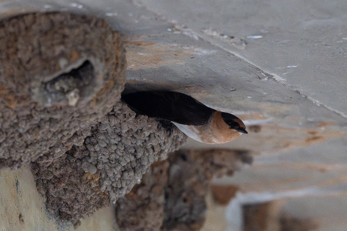 DPPhotography - Texas - Cave swallow - F.jpg - Cave swallow - Ink Lake State Park, Texas