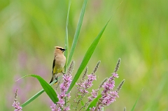 David Plant Photography - Wildlife Photography - Cedar waxwing - A