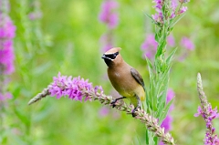 David Plant Photography - Wildlife Photography - Cedar waxwing - B