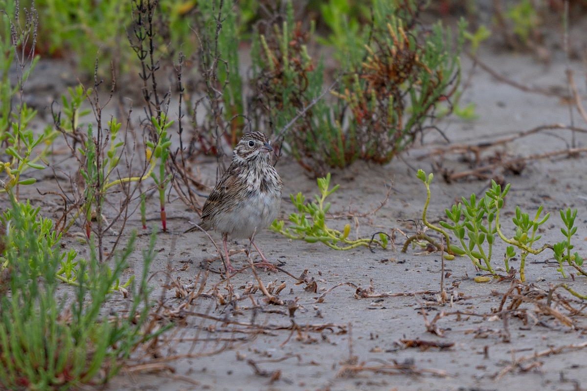 DPPhotography - Texas - Chestnut-collared longspur - C.jpg - Chestnut-collared longspur - Yacht Basin Road, Bolivar Peninsula, Texas