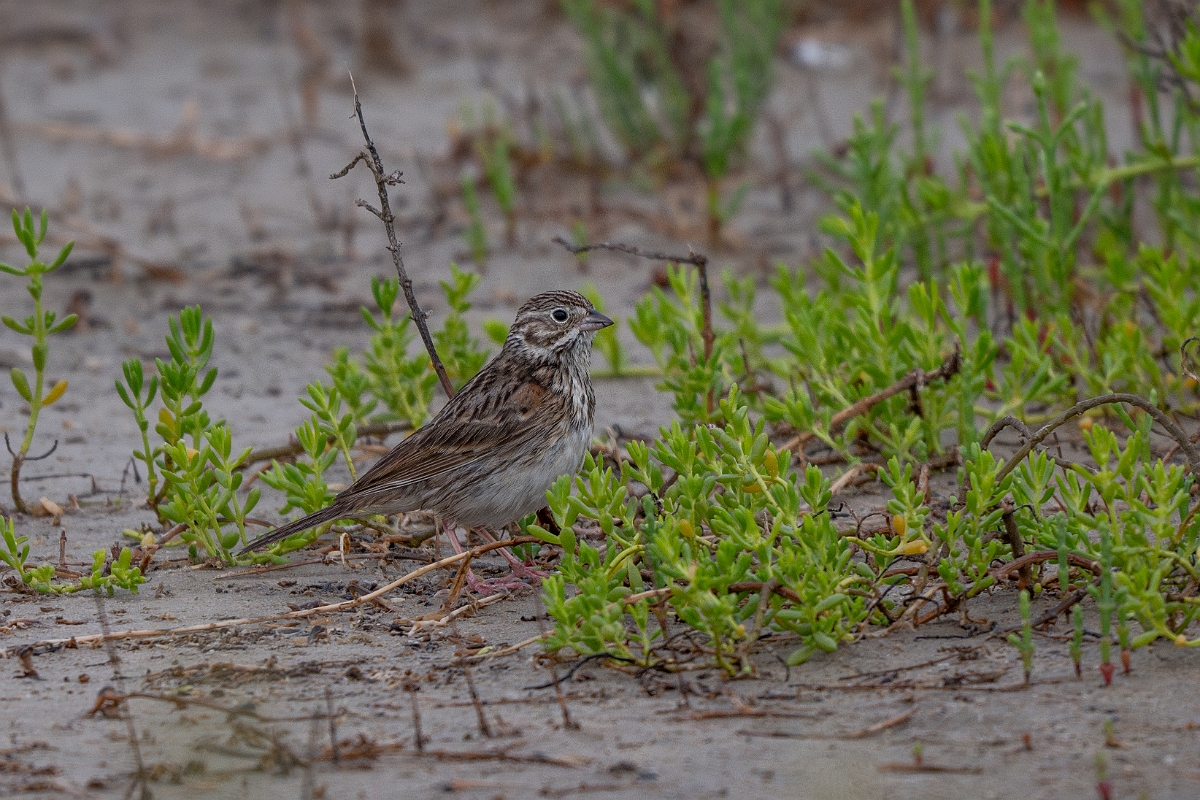 DPPhotography - Texas - Chestnut-collared longspur - D.jpg - Chestnut-collared longspur - Yacht Basin Road, Bolivar Peninsula, Texas