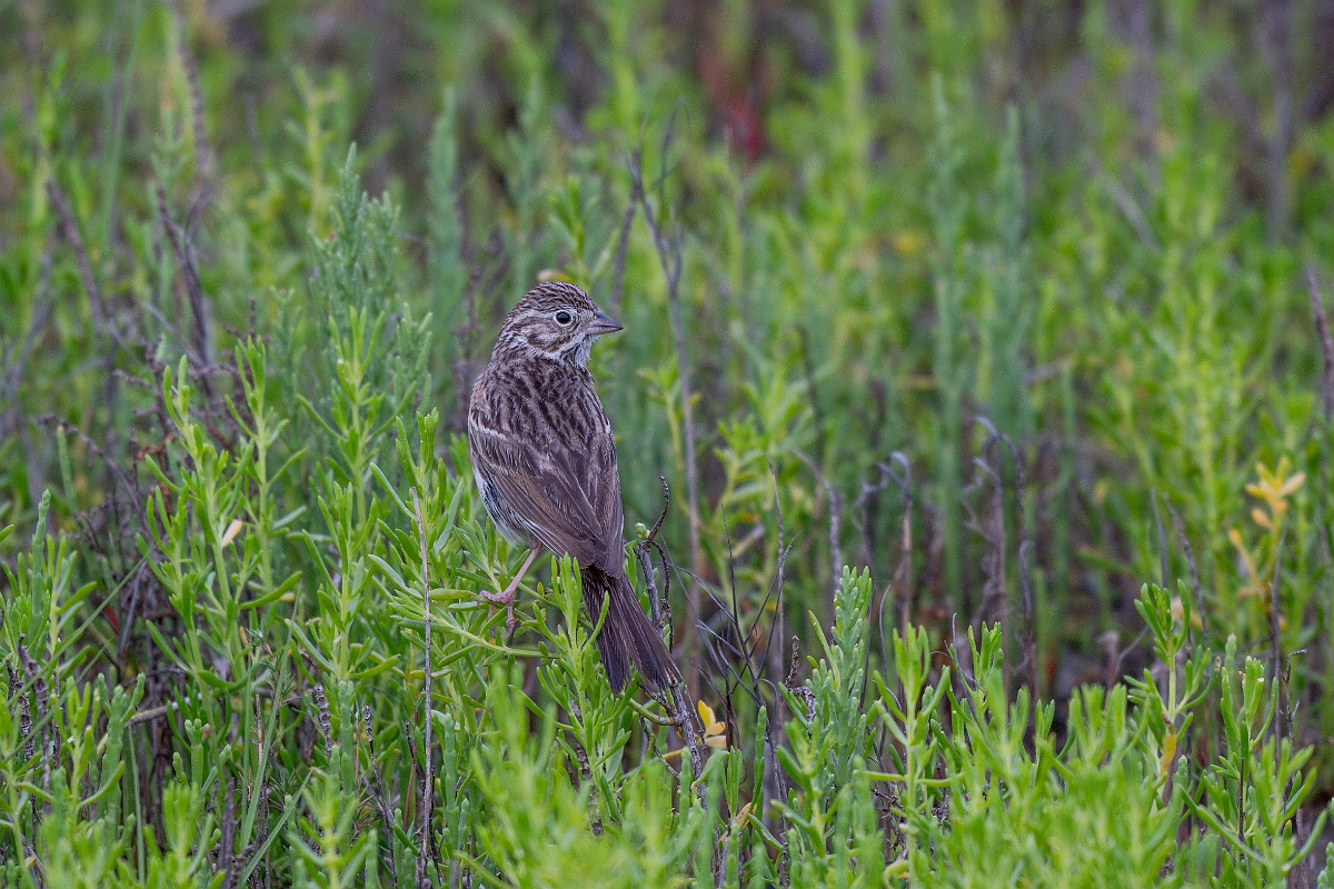 DPPhotography - Texas - Chestnut-collared longspur - G.jpg - Chestnut-collared longspur - Yacht Basin Road, Bolivar Peninsula, Texas