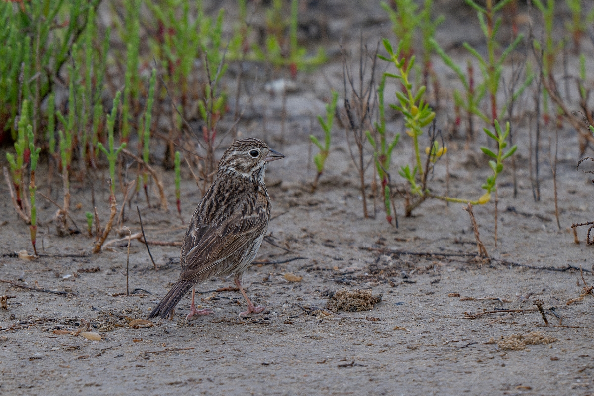 DPPhotography - Texas - Chestnut-collared longspur - I.jpg - Chestnut-collared longspur - Yacht Basin Road, Bolivar Peninsula, Texas