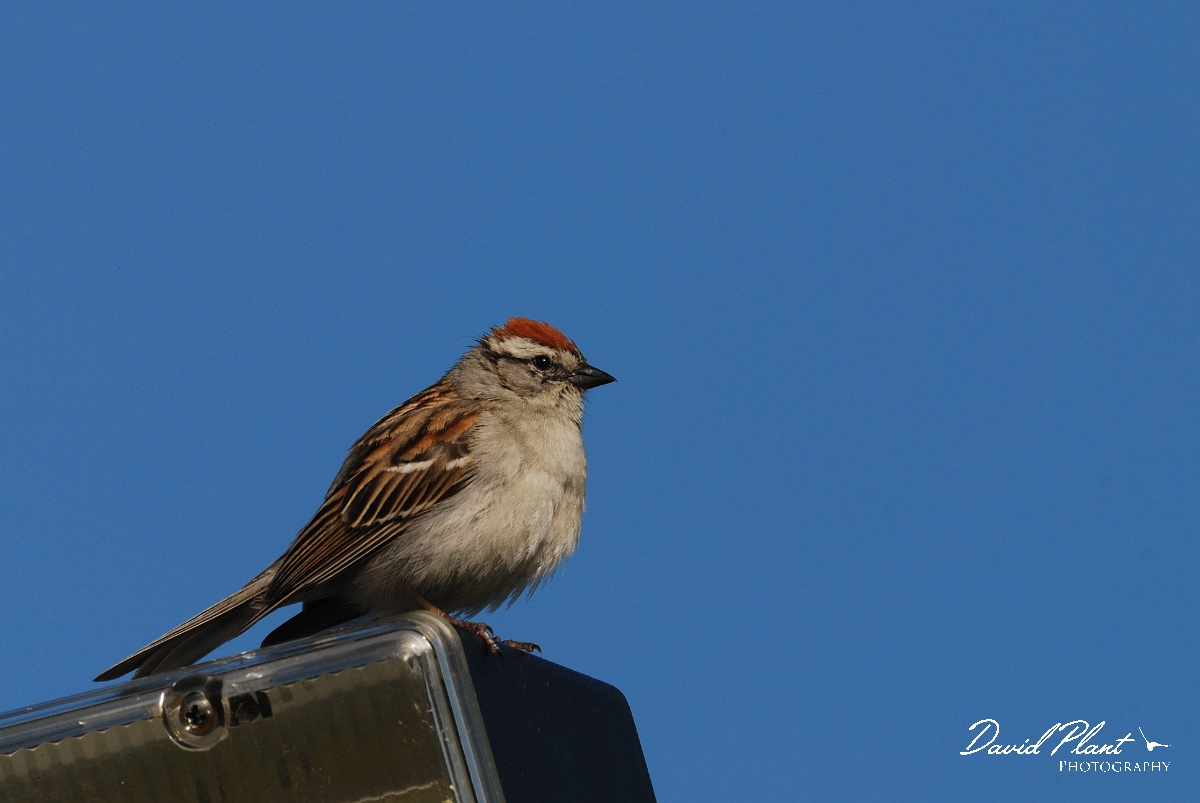 David Plant Photography - Wildlife Photographer - Chipping sparrow - A.jpg - Chipping sparrow - Wells Estuarine Reserve, ME
