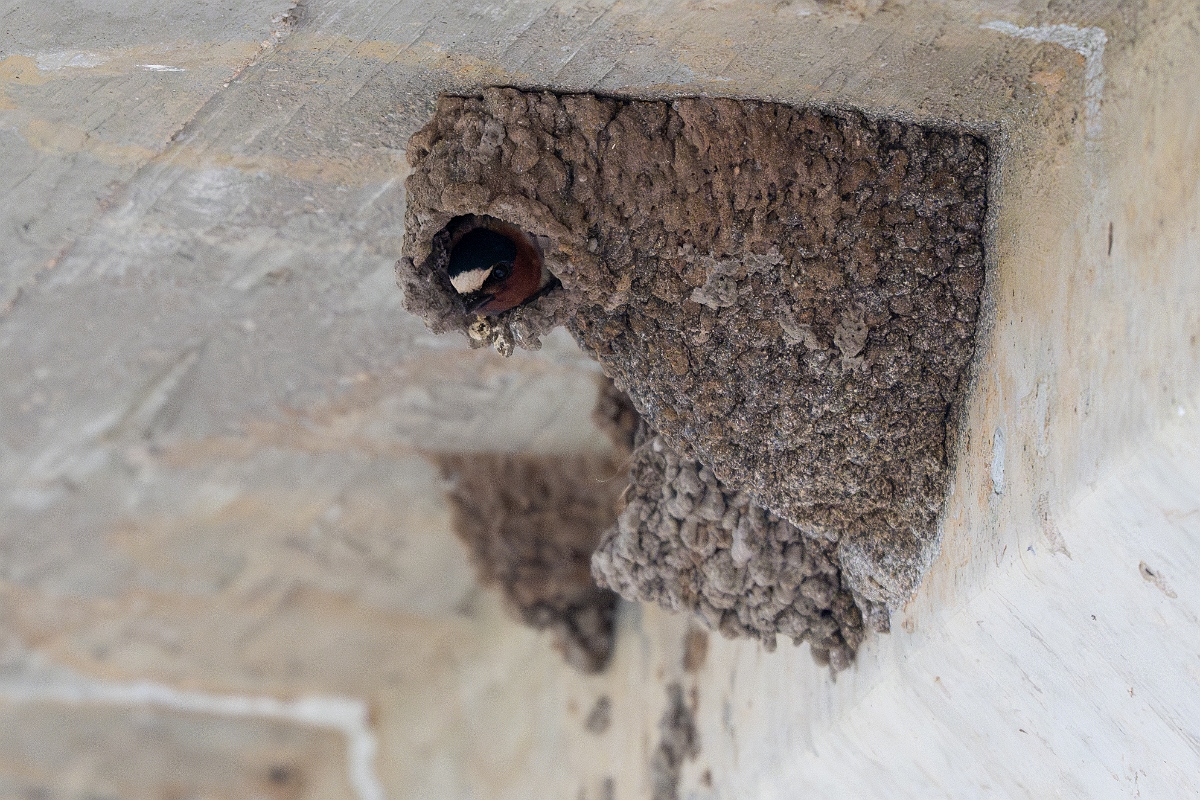DPPhotography - Texas - Cliff swallow - B.jpg - Cliff swallow - Ink Lake State Park, Texas