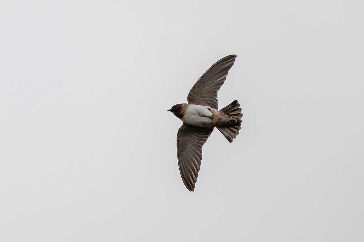 DPPhotography - Texas - Cliff swallow - C.jpg - Cliff swallow - Ink Lake State Park, Texas