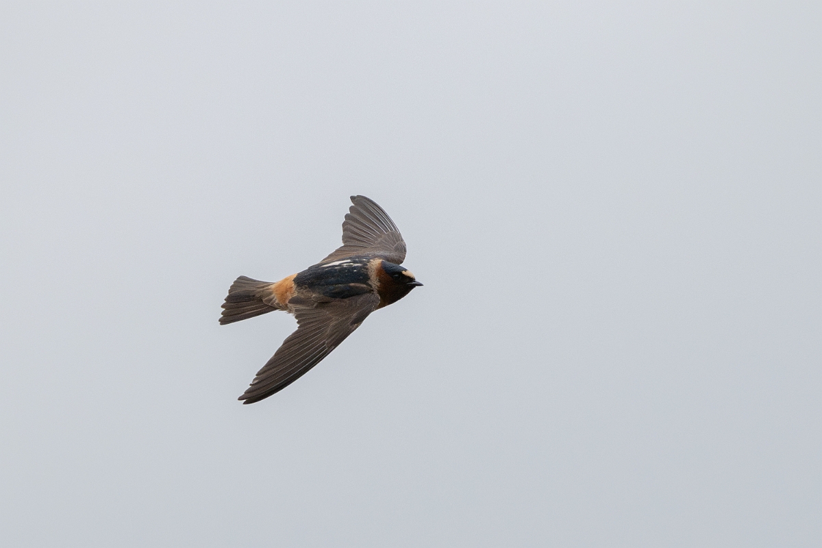 DPPhotography - Texas - Cliff swallow - D.jpg - Cliff swallow - Ink Lake State Park, Texas