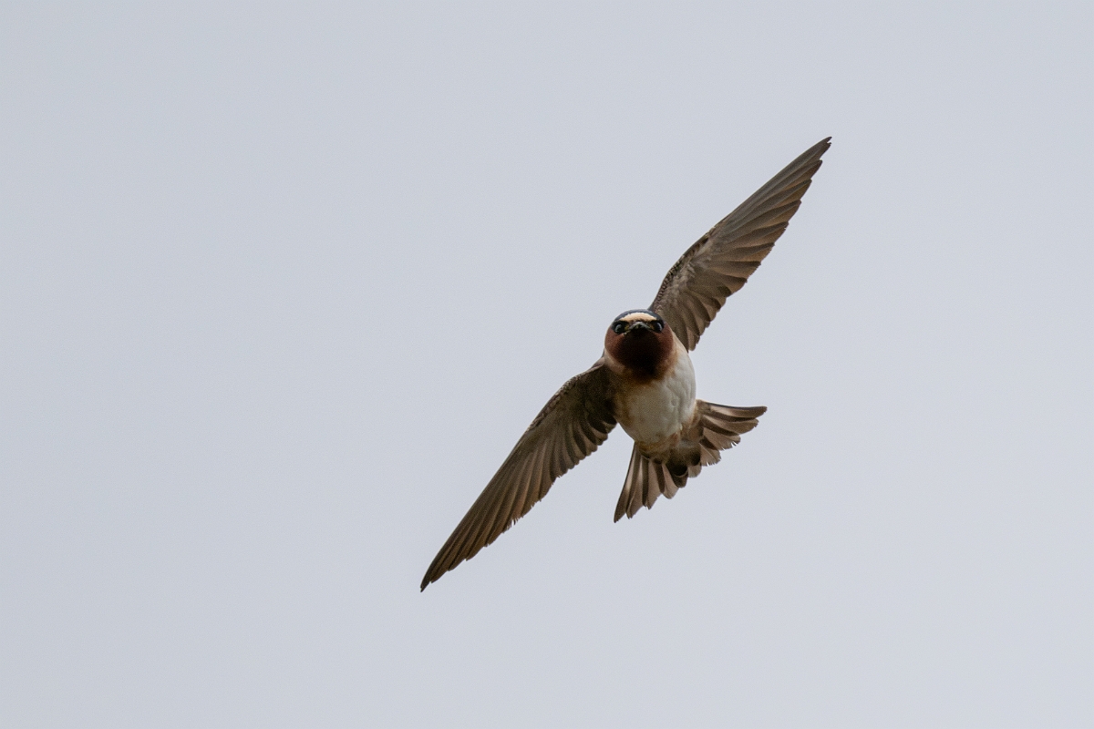 DPPhotography - Texas - Cliff swallow - F.jpg - Cliff swallow - Ink Lake State Park, Texas