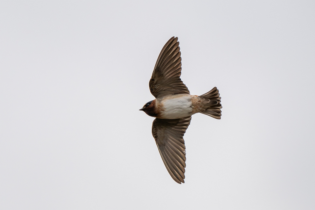 DPPhotography - Texas - Cliff swallow - H.jpg - Cliff swallow - Ink Lake State Park, Texas