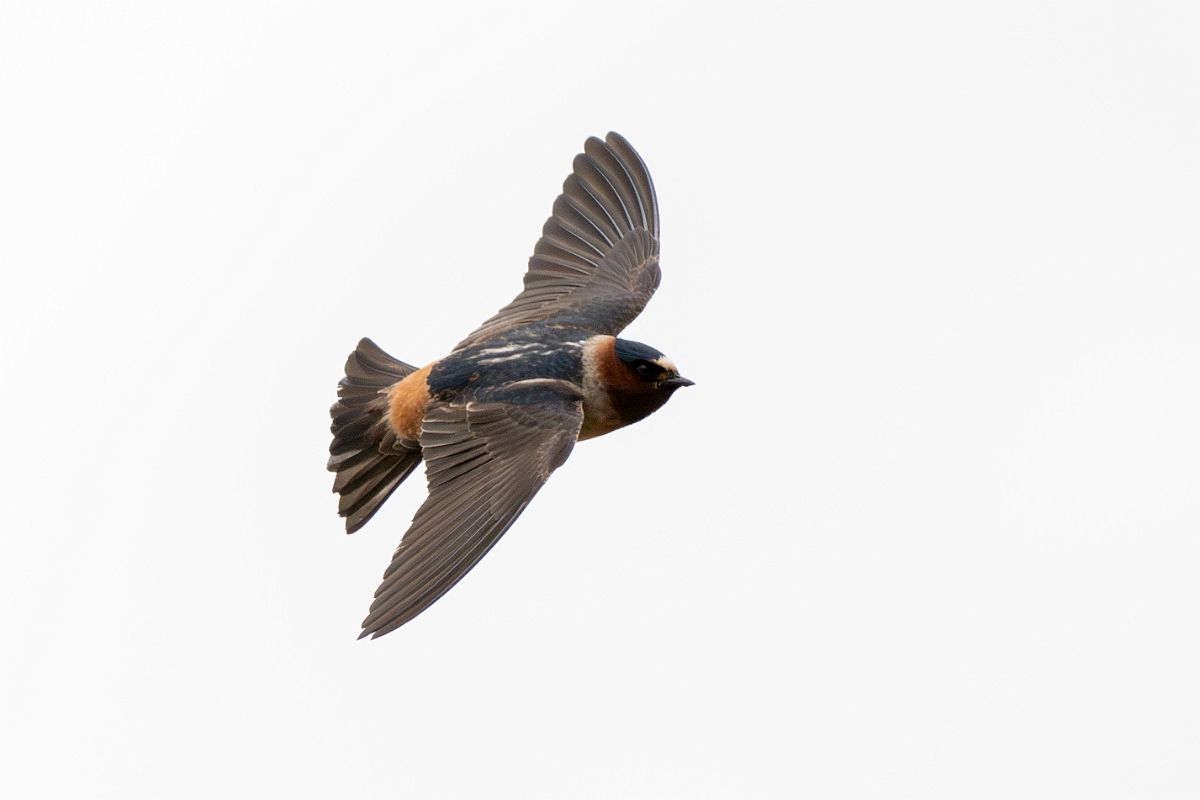 DPPhotography - Texas - Cliff swallow - I.jpg - Cliff swallow - Ink Lake State Park, Texas