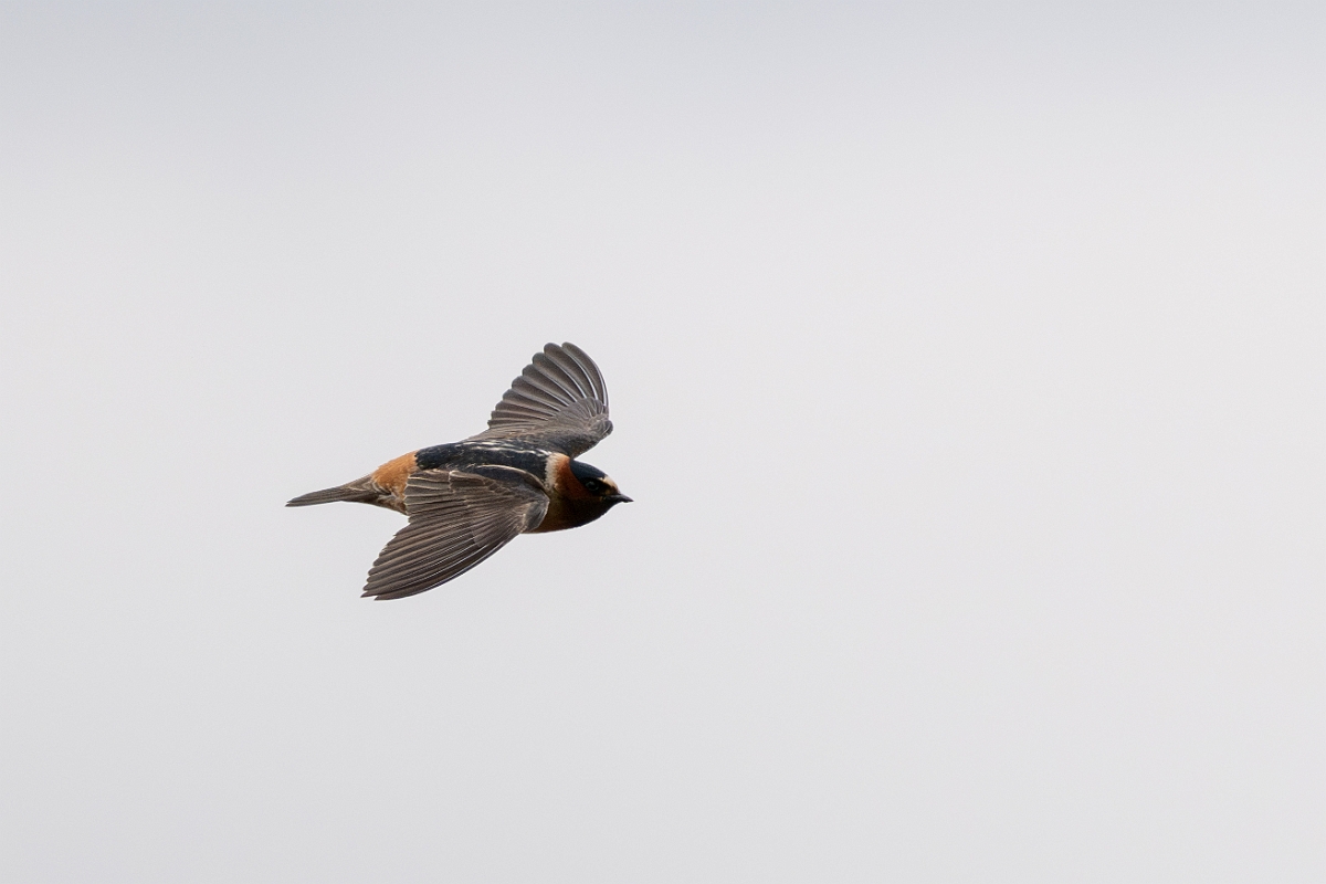 DPPhotography - Texas - Cliff swallow - K.jpg - Cliff swallow - Ink Lake State Park, Texas