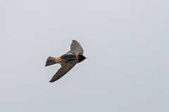 DPPhotography - Texas - Cliff swallow - D