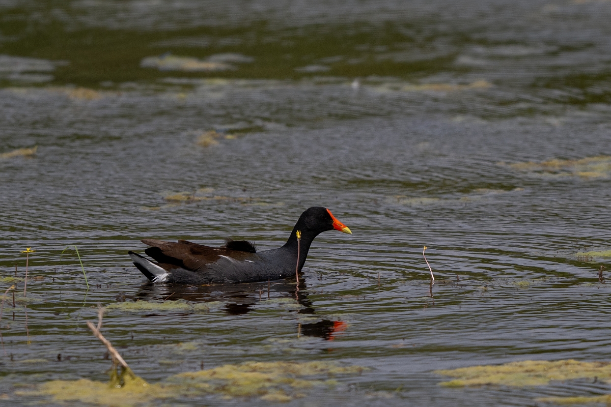 DPPhotography - Texas - Common gallinule - B.jpg - Common gallinule - Aransas NWR, Texas