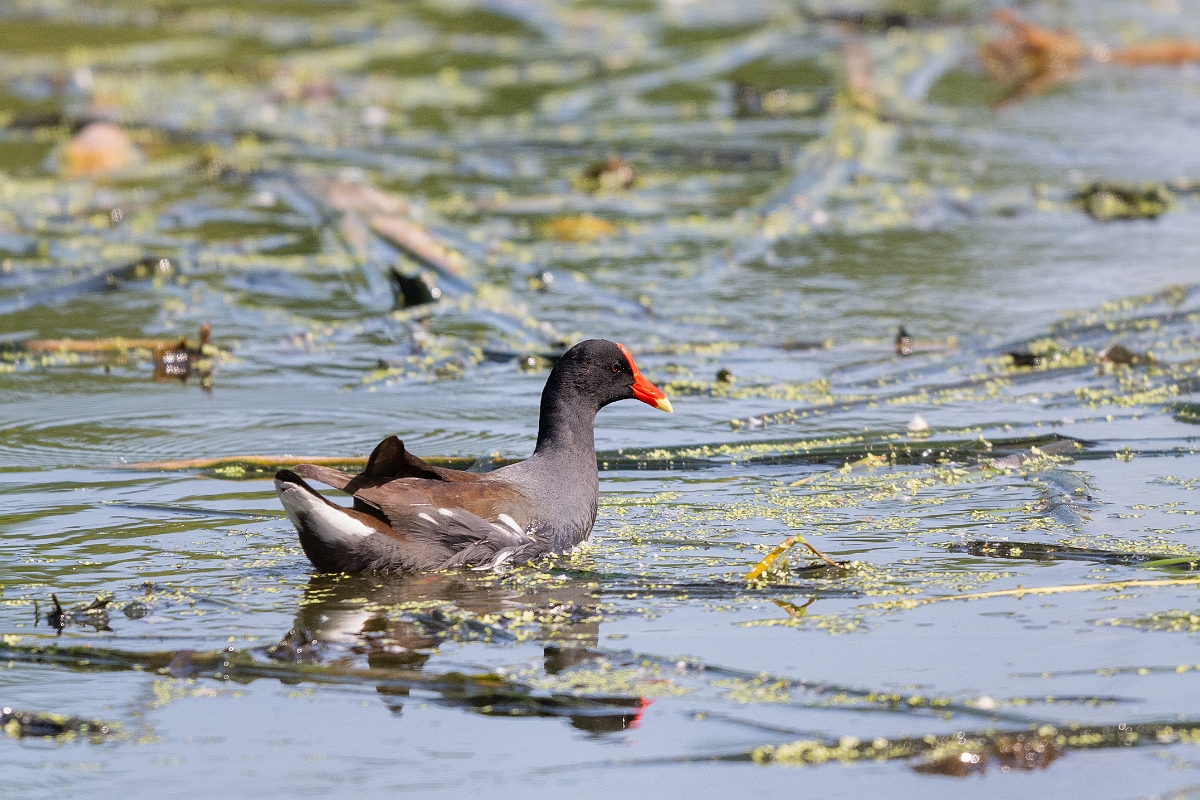 DPPhotography - Texas - Common gallinule - F.jpg - Common gallinule - Smith Oaks, High Island, Texas