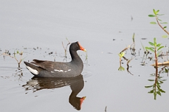 DPPhotography - Texas - Common gallinule - C