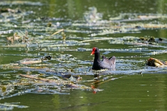 DPPhotography - Texas - Common gallinule - D