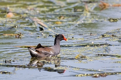 DPPhotography - Texas - Common gallinule - F