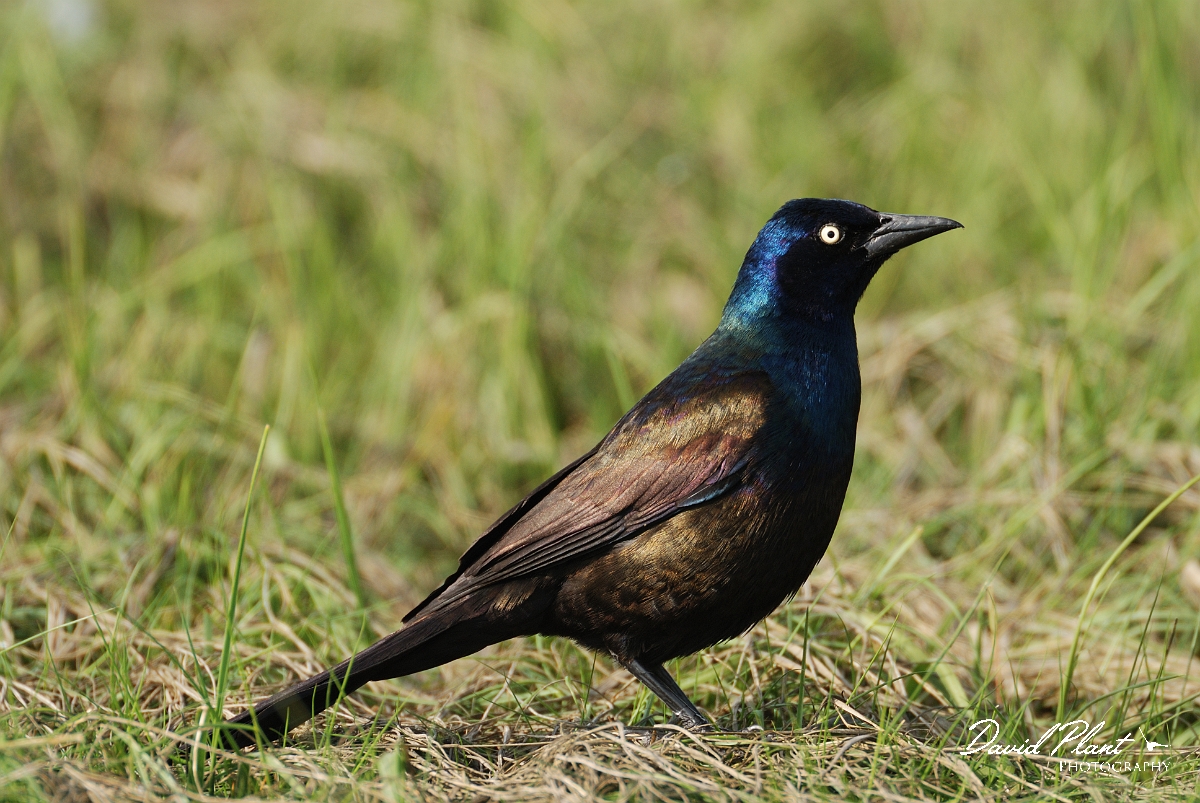 David Plant Photography - Wildlife Photographer - Common grackle - A.jpg - Common grackle - Parsons Beach, ME