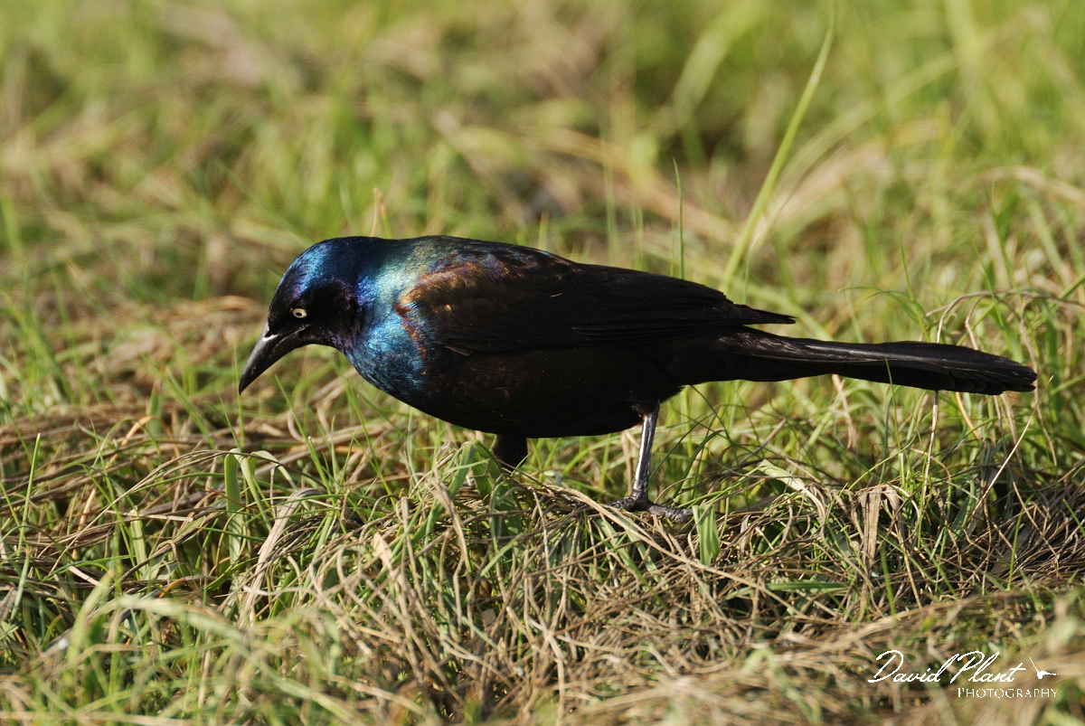David Plant Photography - Wildlife Photographer - Common grackle - B.jpg - Common grackle - Parsons Beach, ME