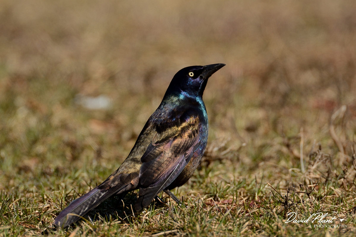David Plant Photography - Wildlife Photography - Common grackle - C.jpg - Common grackle - Salisbury Beach, MA