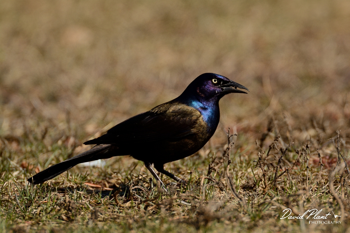David Plant Photography - Wildlife Photography - Common grackle - D.jpg - Common grackle - Salisbury Beach, MA