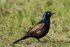 David Plant Photography - Wildlife Photographer - Common grackle - A