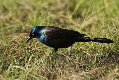 David Plant Photography - Wildlife Photographer - Common grackle - B