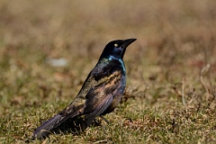 David Plant Photography - Wildlife Photography - Common grackle - C