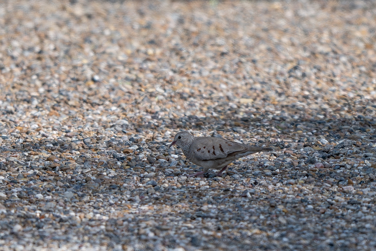 DPPhotography - Texas - Common ground dove - A.jpg - Common ground dove - Estero Llano Grande State Park, Texas