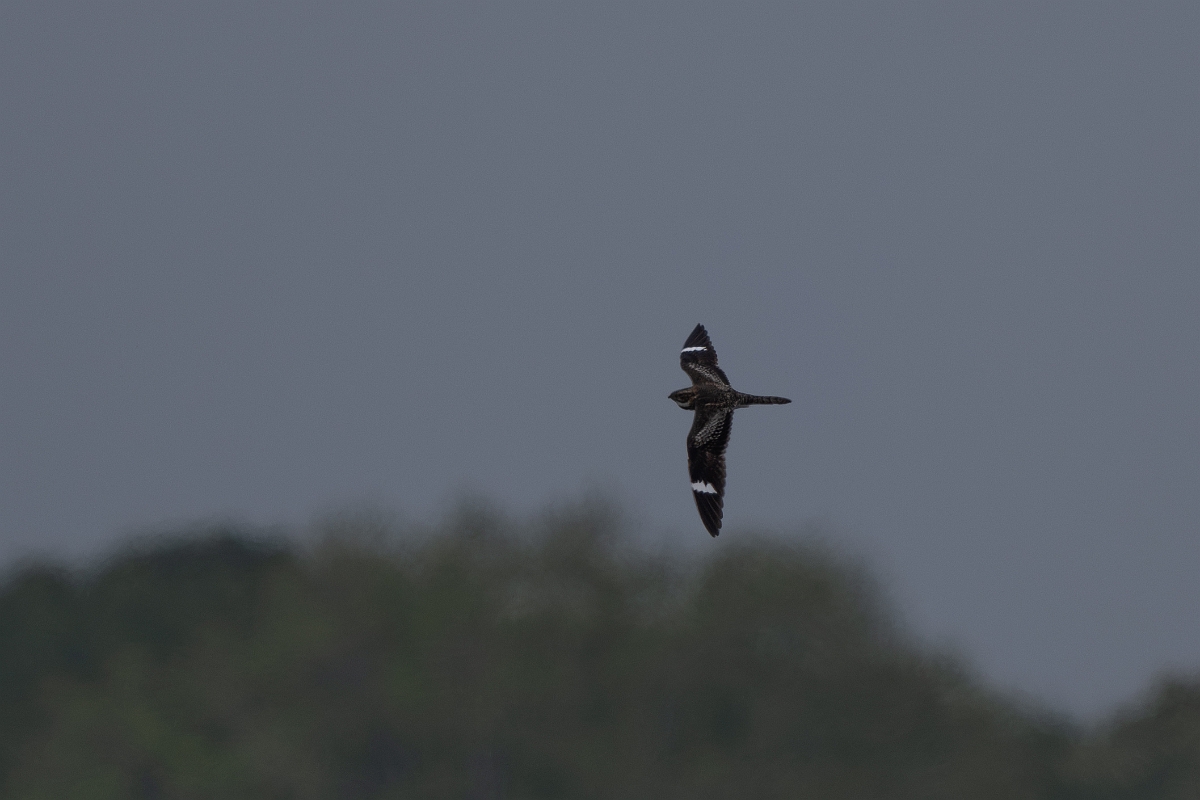DPPhotography - Texas - Common nighthawk - B.jpg - Common nighthawk - High Island Beach, Texas