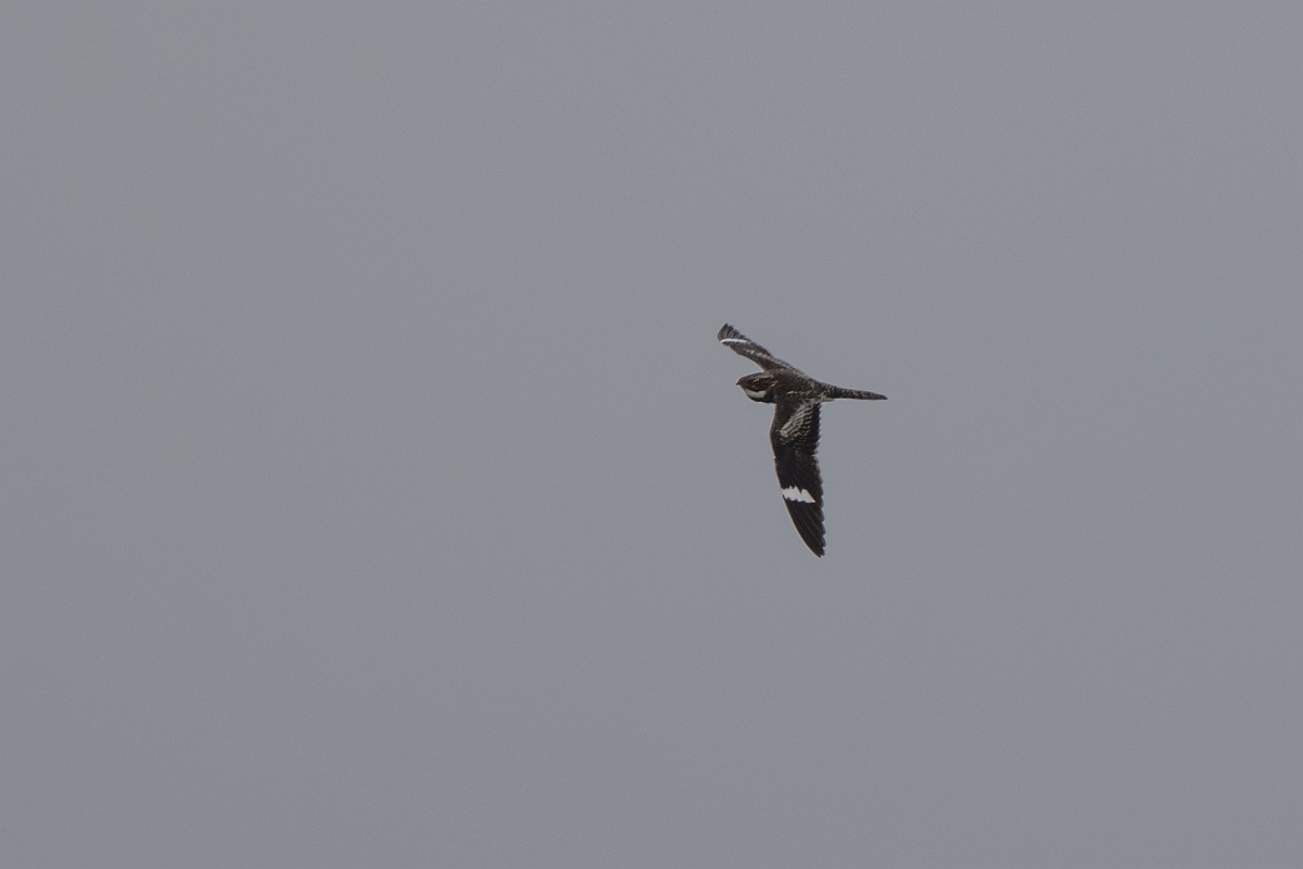 DPPhotography - Texas - Common nighthawk - E.jpg - Common nighthawk - High Island Beach, Texas