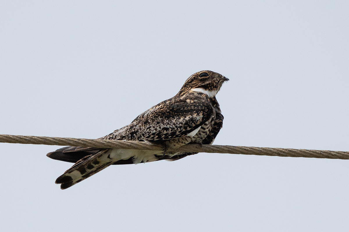 DPPhotography - Texas - Common nighthawk - K.jpg - Common nighthawk - High Island Beach, Texas