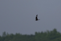 DPPhotography - Texas - Common nighthawk - A