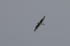 DPPhotography - Texas - Common nighthawk - C