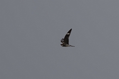 DPPhotography - Texas - Common nighthawk - D