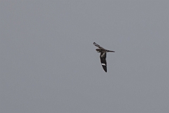 DPPhotography - Texas - Common nighthawk - E