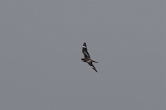 DPPhotography - Texas - Common nighthawk - F