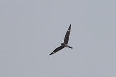 DPPhotography - Texas - Common nighthawk - G