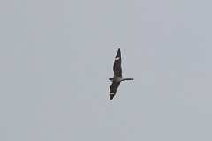 DPPhotography - Texas - Common nighthawk - H